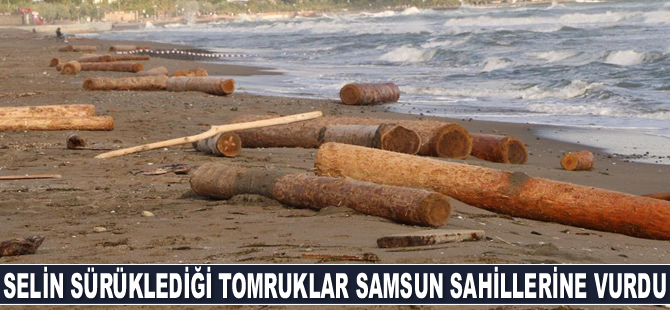 Ayancık’ta selin denize sürüklediği tomruklar Samsun sahillerine vurdu