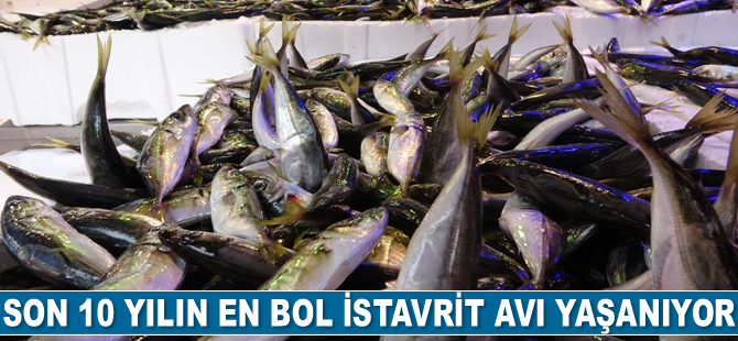 Son 10 yılın en bol istavrit avı yaşanıyor