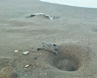 Hatay’da yavru deniz kaplumbağaları denizle buluştu