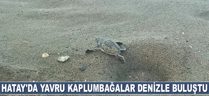 Hatay’da yavru deniz kaplumbağaları denizle buluştu