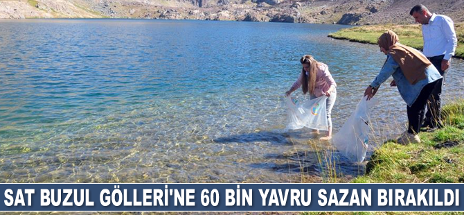 Sat Buzul Gölleri’ne 60 bin adet yavru sazan bırakıldı