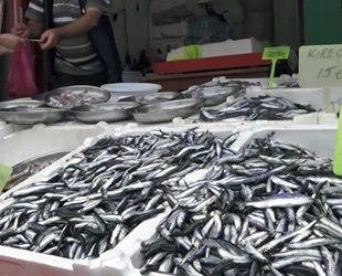 Balıkçılar, hamsi sezonunun erken bitmesinden endişe ediyor