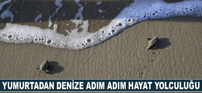 Belek’te bu yıl caretta caretta yuva sayısı 3 bini aştı