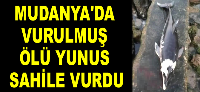 Mudanya'da vurulmuş ölü yunus sahile vurdu