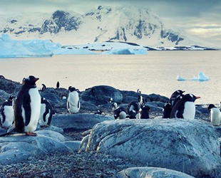 Türkiye, Antarktika'da yeni türler araştıracak