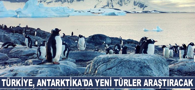 Türkiye, Antarktika'da yeni türler araştıracak