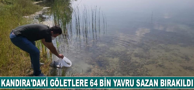 Kandıra'daki göletlere 64 bin adet yavru sazan bırakıldı