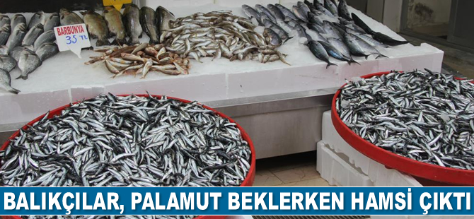 Balıkçılar, palamut beklerken hamsi çıktı