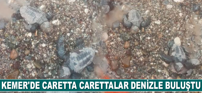 Kemer’de caretta carettalar denizle buluştu