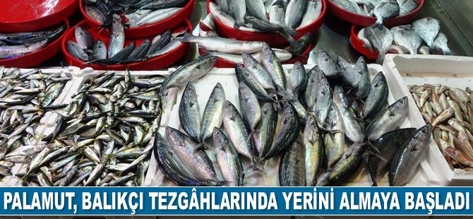 Palamut, balıkçı tezgâhlarında yerini almaya başladı