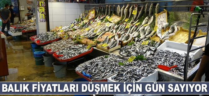 Balık fiyatları düşmek için gün sayıyor