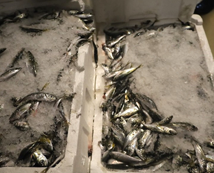 İstanbul’da 25 ton balığa el konuldu