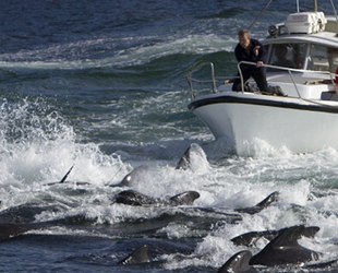 Faroe Adaları'nda yüzlerce yunus bıçaklanarak öldürüldü