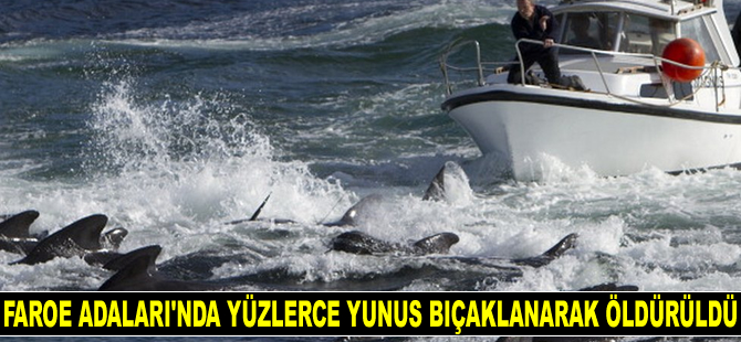 Faroe Adaları'nda yüzlerce yunus bıçaklanarak öldürüldü