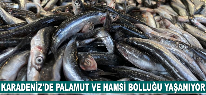 Karadeniz'de palamut ve hamsi bolluğu yaşanıyor
