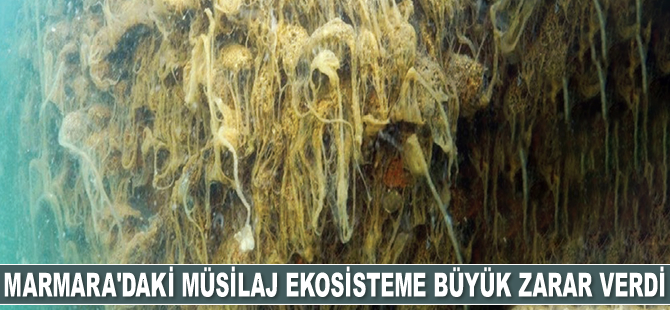 Marmara Denizi’nde görülen müsilaj ekosisteme büyük zarar verdi