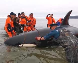 Rusya'da kıyıya vuran yavru katil balina halatlarla kurtarıldı