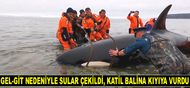 Rusya'da kıyıya vuran yavru katil balina halatlarla kurtarıldı