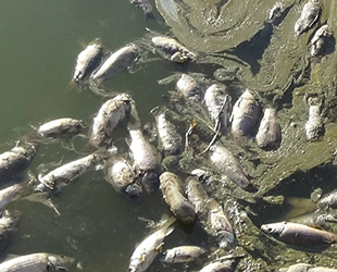Van'daki balık ölümlerinin nedeni ortaya çıktı
