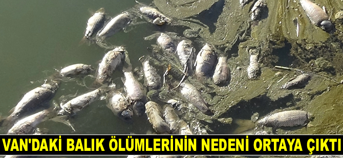 Van'daki balık ölümlerinin nedeni ortaya çıktı