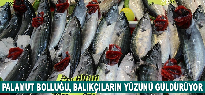 Palamut bolluğu, balıkçıların yüzünü güldürüyor