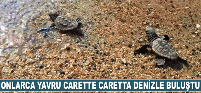 Onlarca yavru carette caretta denizle buluştu