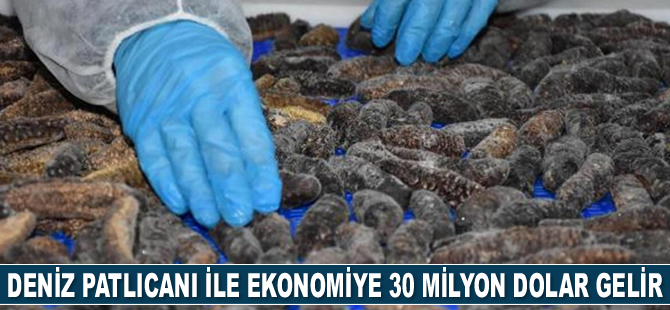Deniz patlıcanı, ülke ekonomisine 30 milyon dolar gelir sağladı