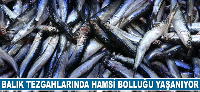 Balıkçı tezgahlarında hamsi bolluğu yaşanıyor
