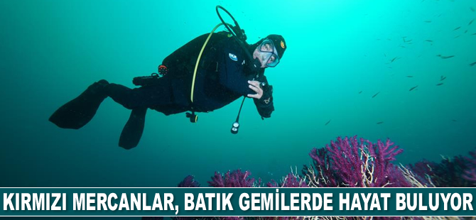 Çanakkale Boğazı’ndaki batıklara dalış turizmi gelişiyor