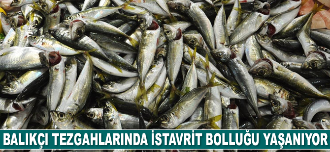 Balıkçı tezgahlarında istavrit bolluğu yaşanıyor