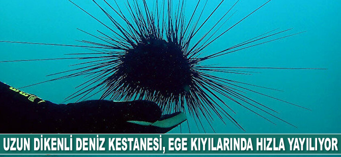 Uzun dikenli deniz kestanesi, Akdeniz ve Ege kıyılarında hızla yayılıyor