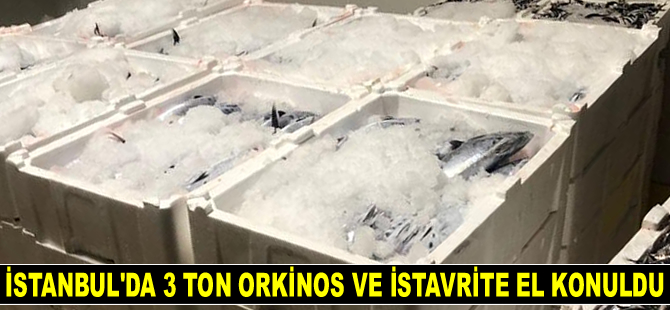 İstanbul’da 3 ton orkinos ve istavrite el konuldu