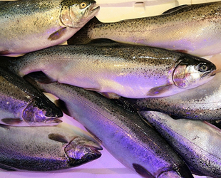 Karadeniz somonu ihracatı yüzde 385 arttı