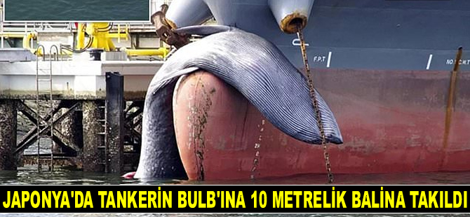Japonya'da tankerin bulb’ına 10 metrelik balina takıldı