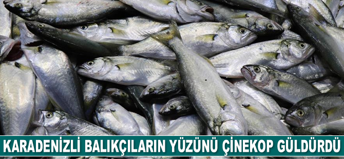 Karadeniz’de çinekop bolluğu yaşanıyor