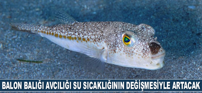Balon balığı avcılığı deniz suyu sıcaklığının değişmesiyle artacak