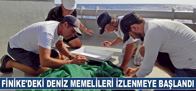 Finike Denizaltı Dağları'ndaki deniz memelileri izlenmeye başlandı