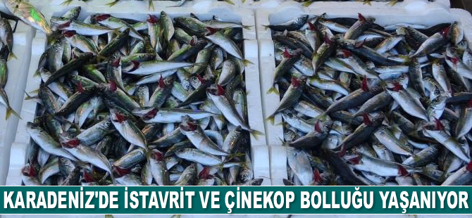 Karadeniz’de istavrit ve çinekop bolluğu yaşanıyor