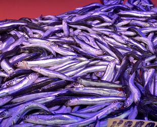 Tezgahlarda hamsinin fiyatı düşmeye devam ediyor