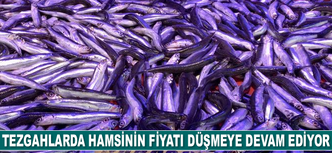 Tezgahlarda hamsinin fiyatı düşmeye devam ediyor
