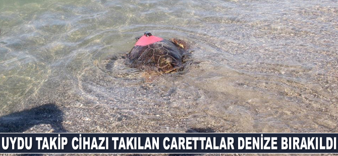 Uydu takip cihazı takılan carettalar denize bırakıldı