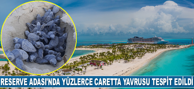 MSC Ocean Cay Marine Reserve Adası’nda yüzlerce caretta yavrusu tespit edildi