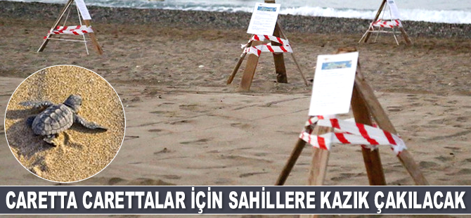 Carettalar için sahillere kazık çakılacak