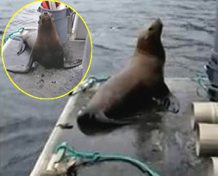 Katil balinalardan kaçmak isteyen deniz aslanı tekneye atladı