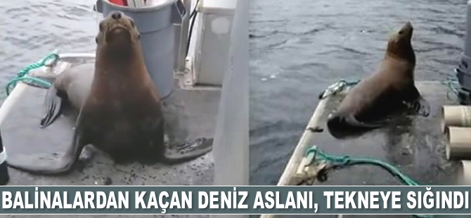 Katil balinalardan kaçmak isteyen deniz aslanı tekneye atladı
