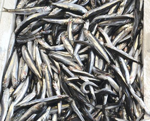 Hamsinin fiyatı düşmüyor, lüferde bolluk var
