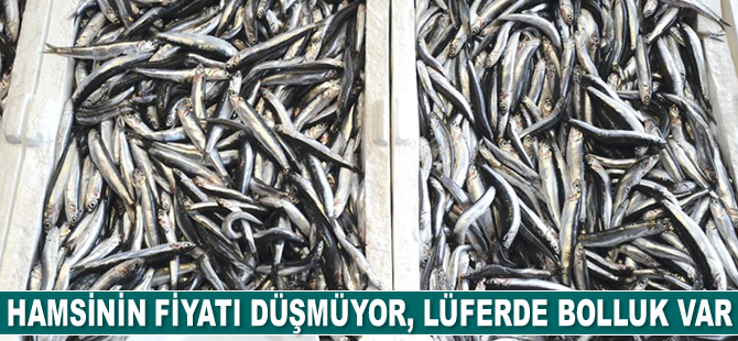 Hamsinin fiyatı düşmüyor, lüferde bolluk var