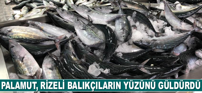 Palamut, Rizeli balıkçıların yüzünü güldürdü