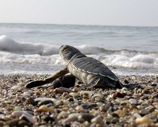 DAÜ-SAGM, 12 bin carettayı su ile buluşturdu