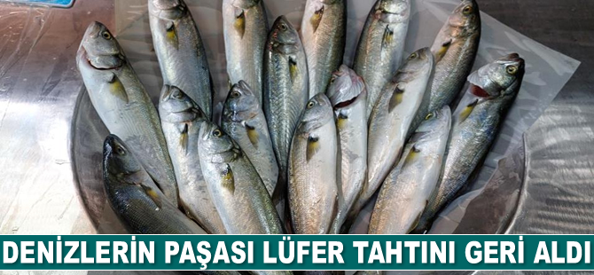 Denizin paşası lüfer tahtını geri aldı